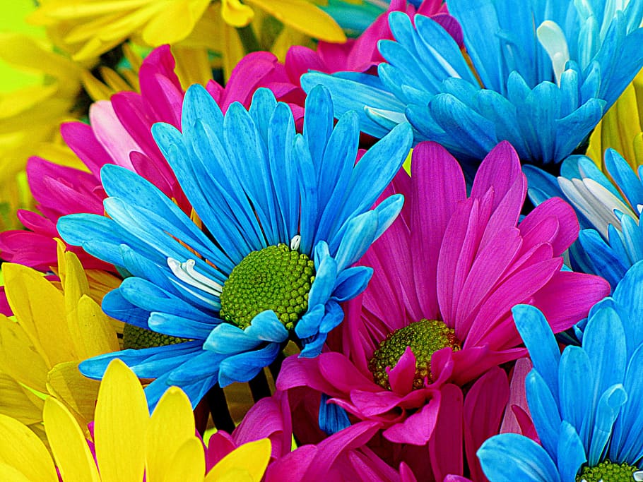 closeup photo of blue, pink, and yellow petaled flowers, daisies HD wallpaper