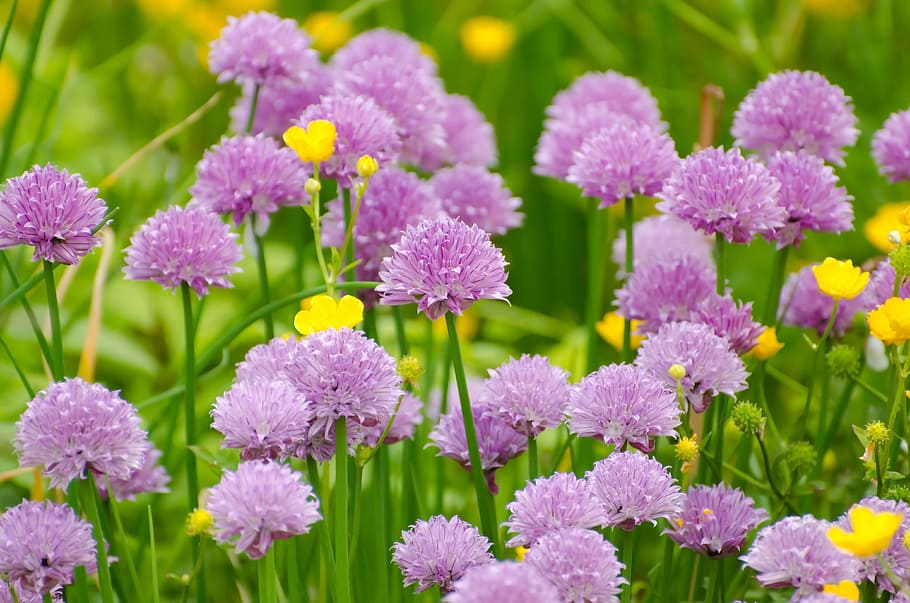 purple flower field during daytime, summer, spring, gardening HD wallpaper