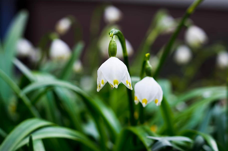 nature, flora, flower, leaf, garden, plant, flowering plant HD wallpaper