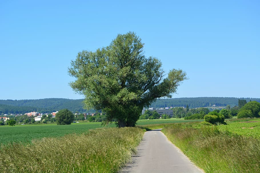 field, blue, green, tree, grass, landscape, sky, rest, plant HD wallpaper