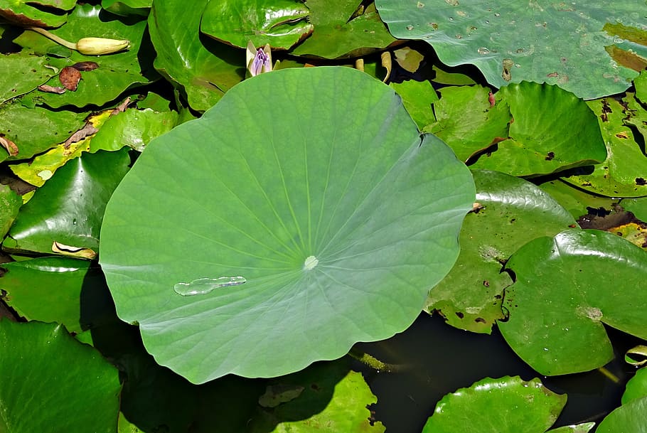 lotus leaf, water drop, droplet, green, aquatic, plant, garden HD wallpaper