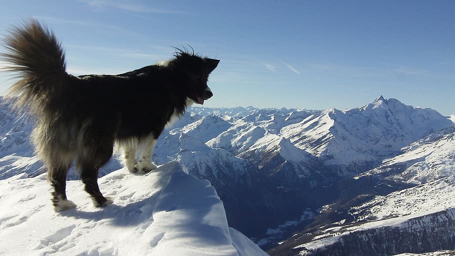 animal, dog, mountain, snow, nature, alpine, landscape, rock, HD wallpaper
