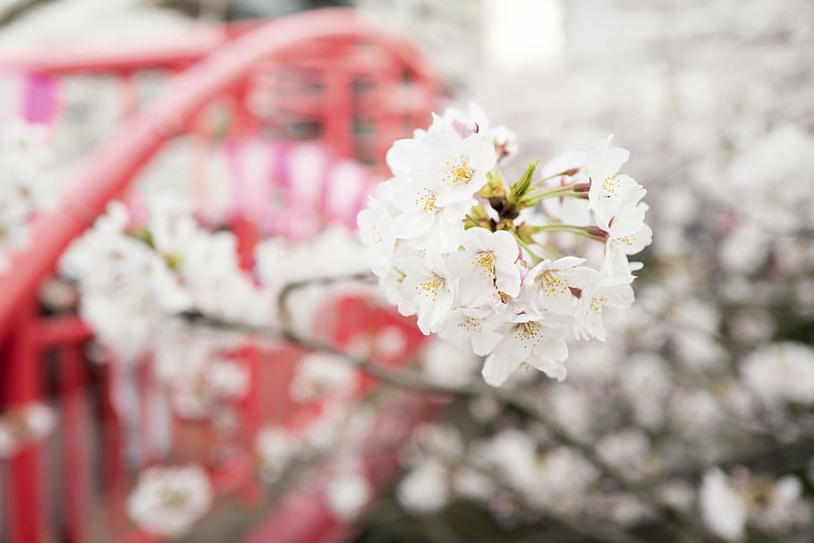 white petaled flowers selective photography, bloom, garden HD wallpaper