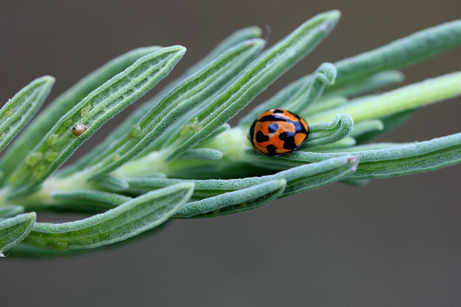 selective focus photography of red ladybug perching on green leaf HD wallpaper