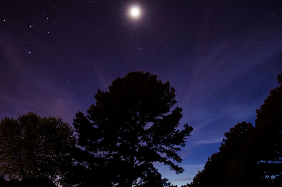 astronomy, forest, moon, night, night sky, stars, trees, universe HD wallpaper