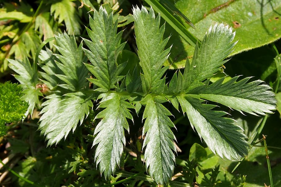leaf, nature, green, plant part, green color, growth, close-up HD wallpaper