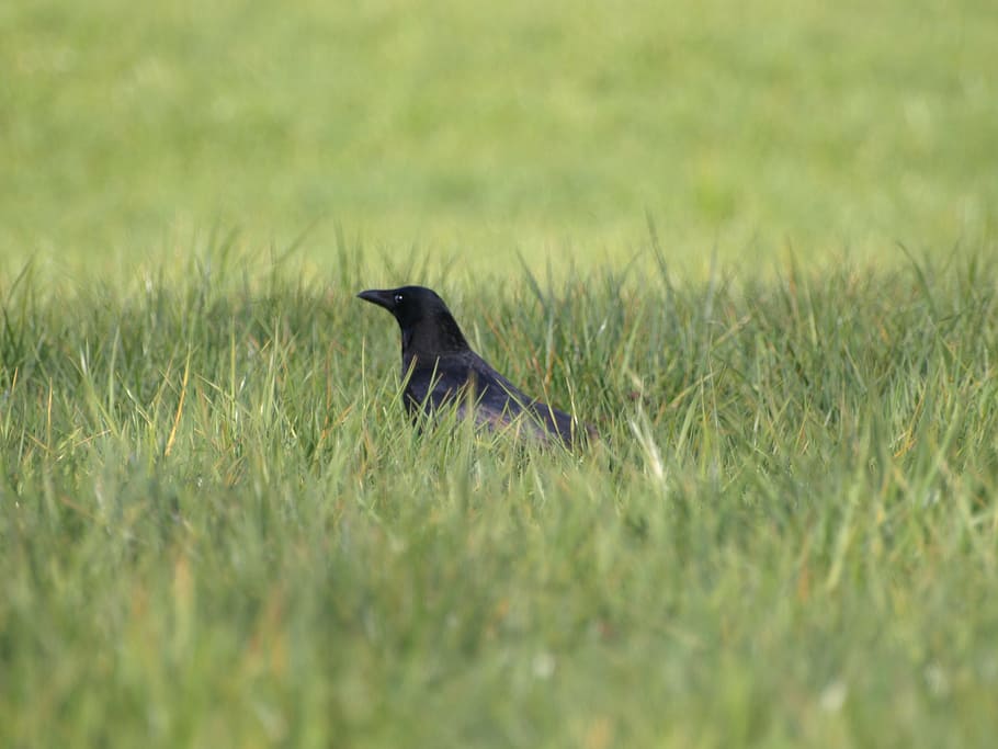 raven, bird, black, meadow, animal, animal themes, one animal HD wallpaper