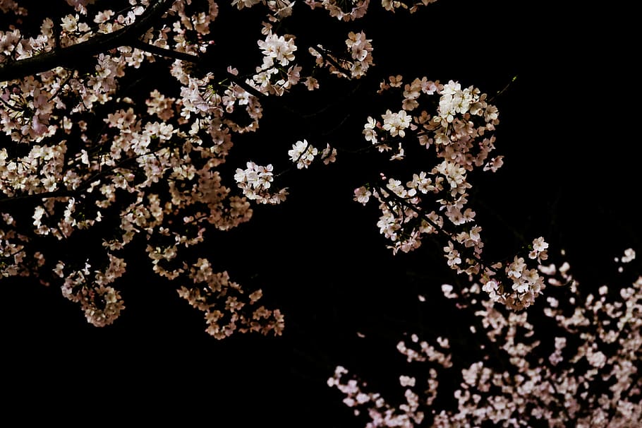 low angle photography of white petaled flower, white floral tree HD wallpaper