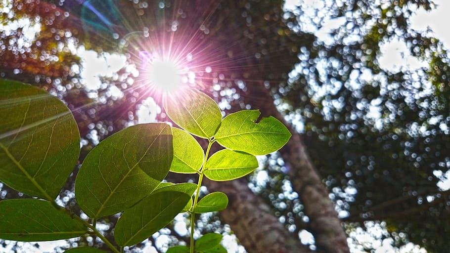 Sunlight, Leaf, Nature, tree, lens flare, plant, plant part HD wallpaper