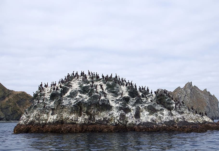 the pacific ocean, coast, beach, wave, gulls, cormorants, guillemots, HD wallpaper