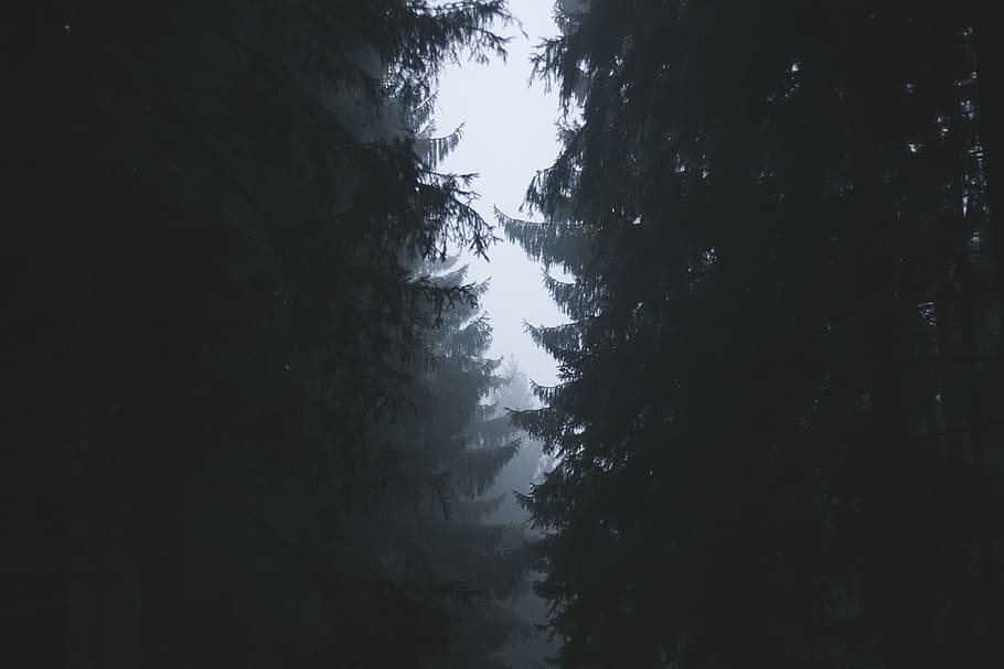 trees, forest, woods, plant, beauty in nature, no people, silhouette HD wallpaper