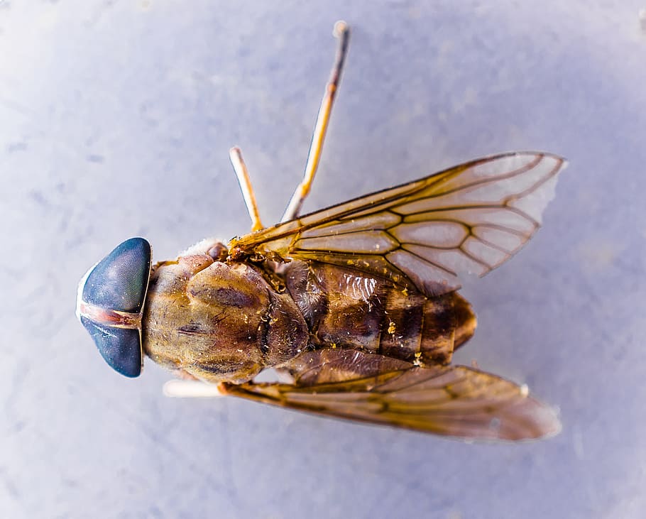 fly, insect, compound eyes, blue, animal, close, close-up, invertebrate HD wallpaper
