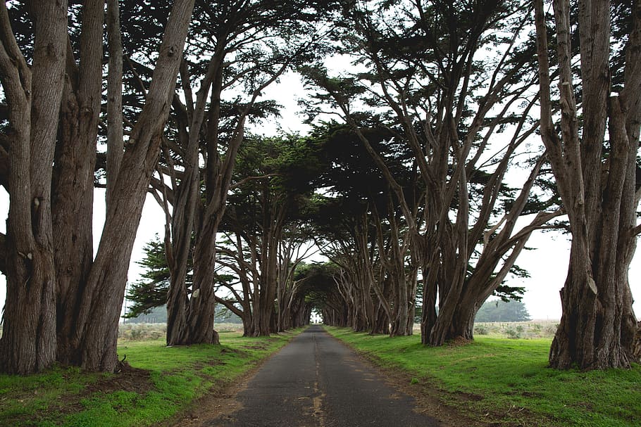 gray concrete road near brown trees, concrete road between trees during daytome HD wallpaper