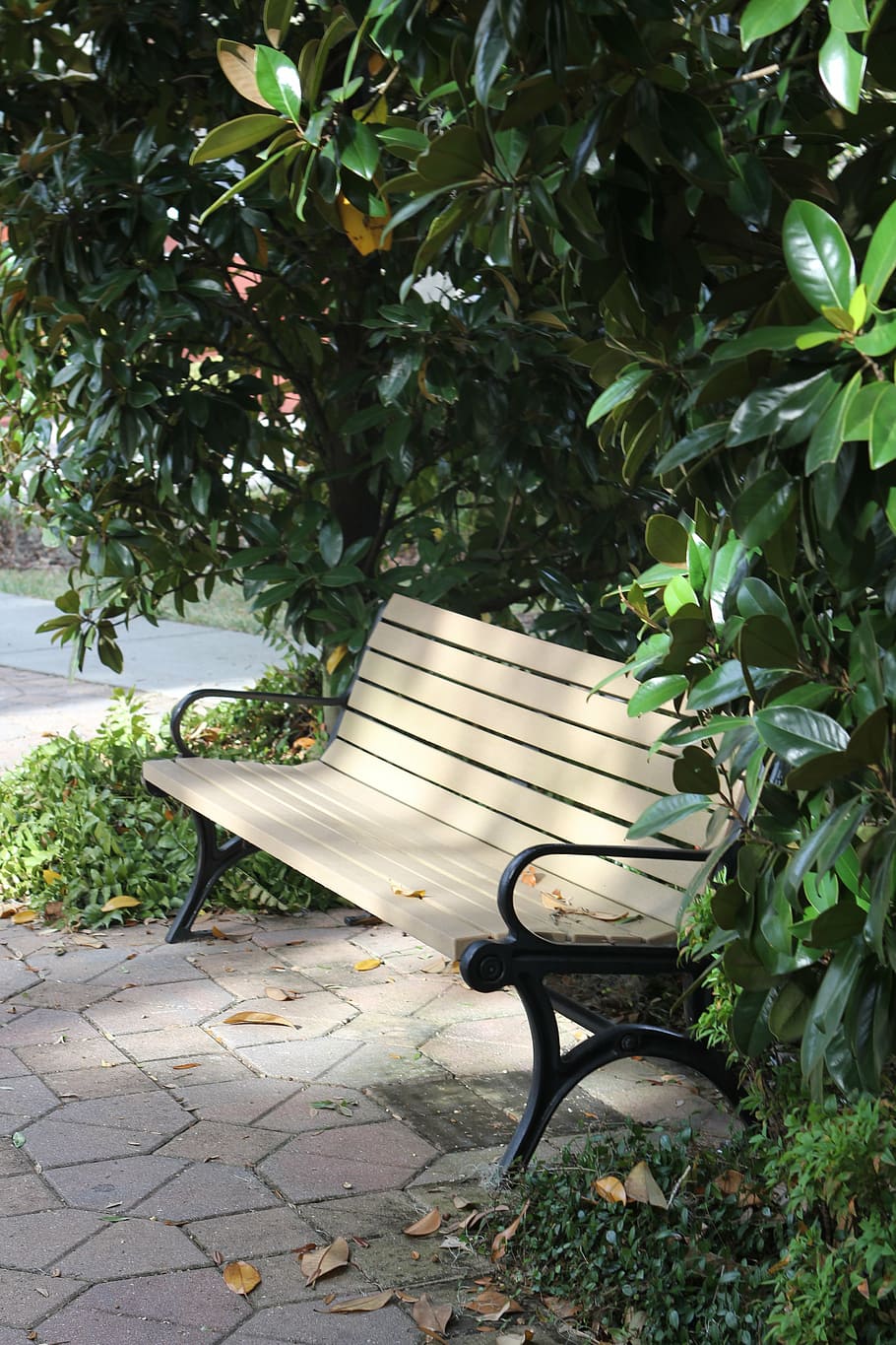 bench, park, peaceful, tranquil, sunlight, green, outdoors HD wallpaper