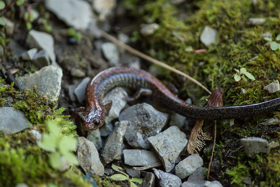 newt, wildlife, closeup, bug, salamander, nature, animal, macro HD wallpaper