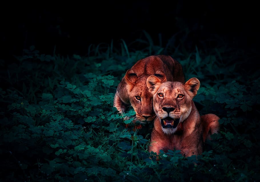 selective focus photography of two lions, cubs, pair, cute HD wallpaper