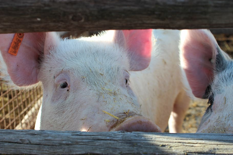 pig, hog, animal, farm, pork, meat, cute, swine, livestock