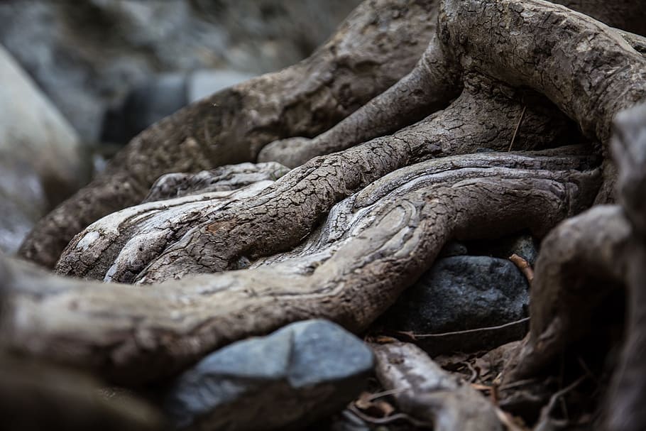 roots, tree, plant, close-up, no people, selective focus, nature HD wallpaper