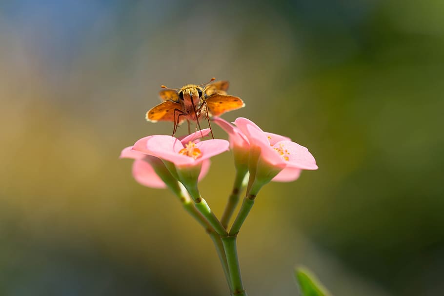 moth, macro, pink, animal, nature, insect, butterfly, wildlife HD wallpaper