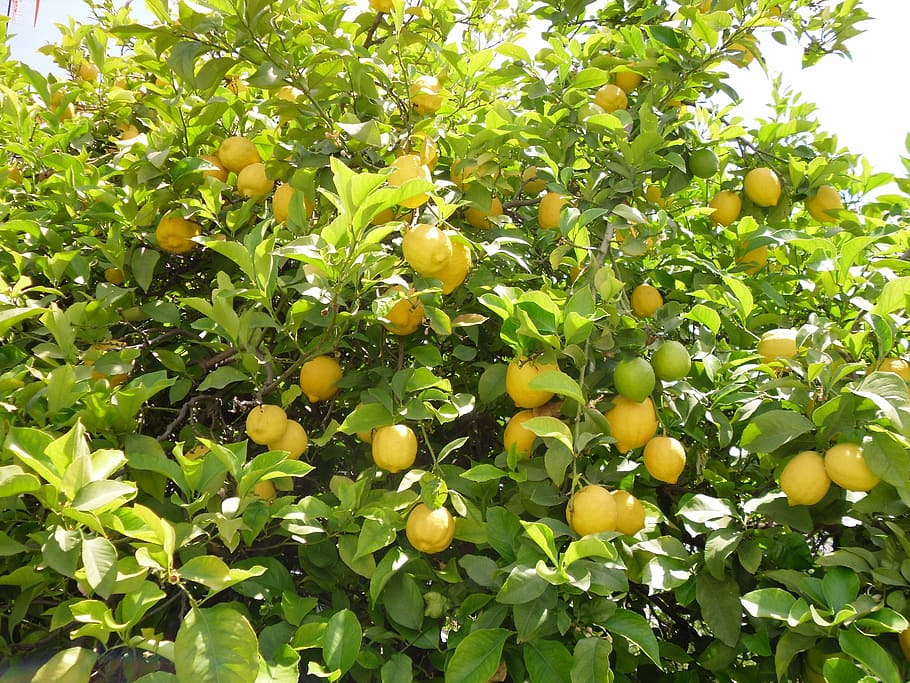 yellow fruits and green leaves, lemon tree, nature, food, agriculture HD wallpaper