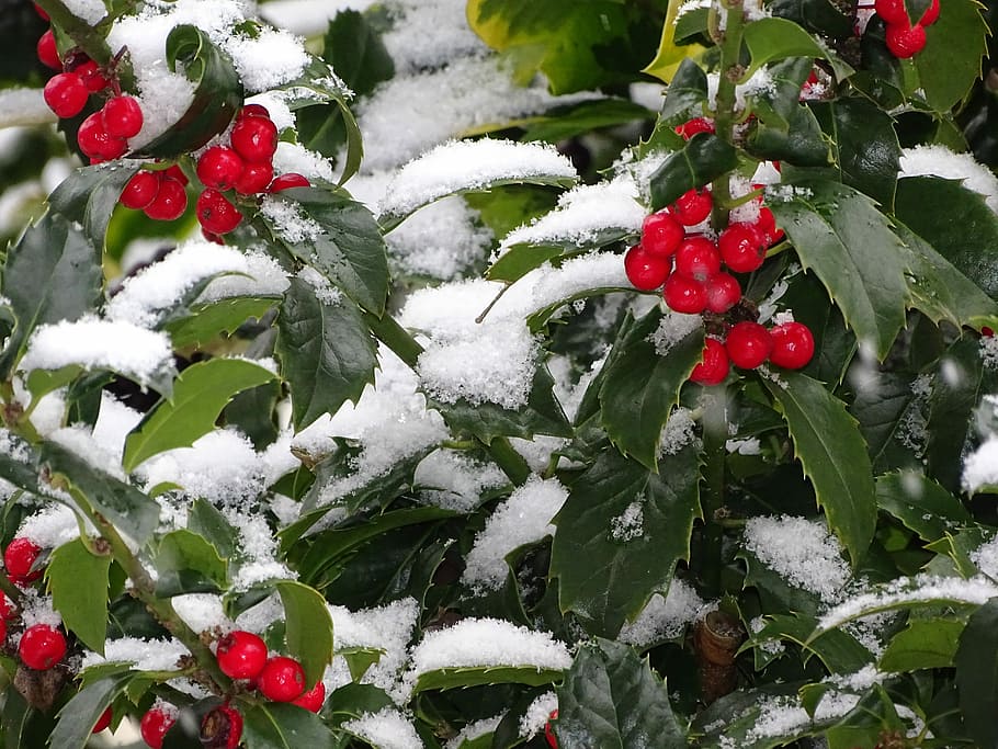 ilex, berry, tree, leaf, nature, blue prince, snow, winter HD wallpaper