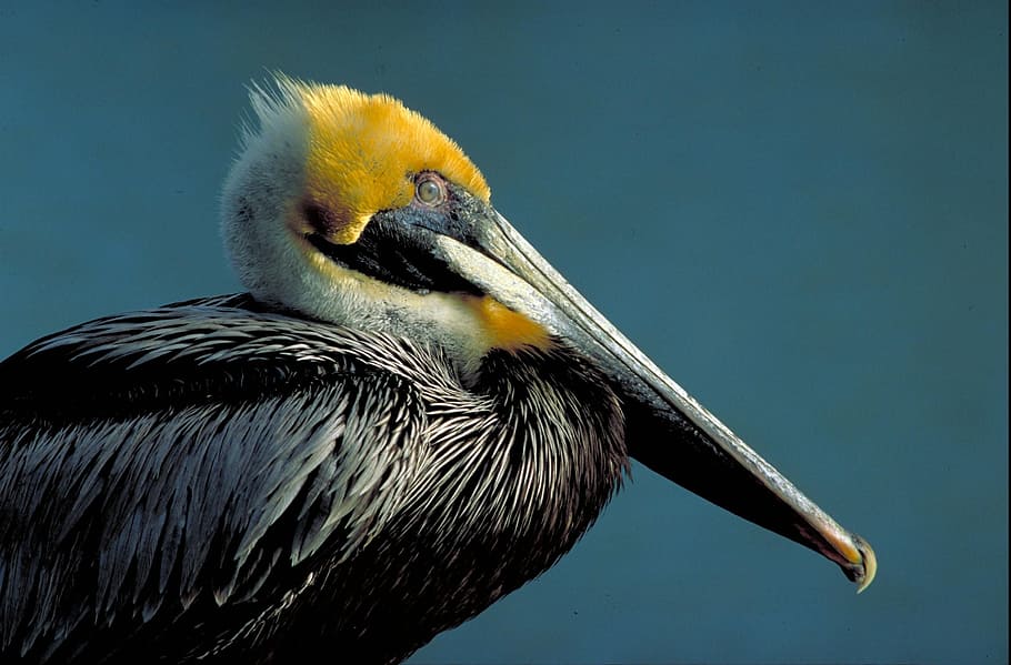 bird, brown, side, pelican, birds, animals, fauna, animal themes HD wallpaper