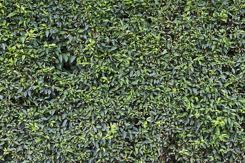 green leafed plants in close-up photography, wall, leaves, sheet HD wallpaper