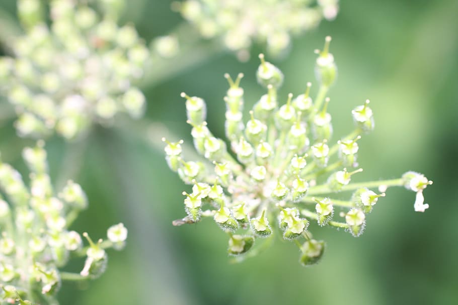 plant, green, blossom, bloom, beauty in nature, growth, vulnerability HD wallpaper