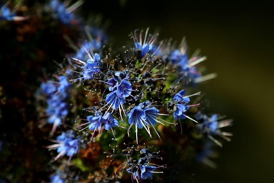 Blossom, Bloom, Flower, Macro, purple flower, blue blossom HD wallpaper