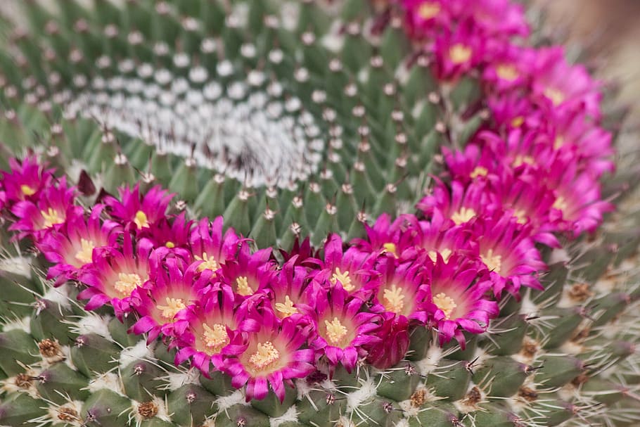 purple flowers on cactus, bloom, lush, pink, annular, nature, HD wallpaper