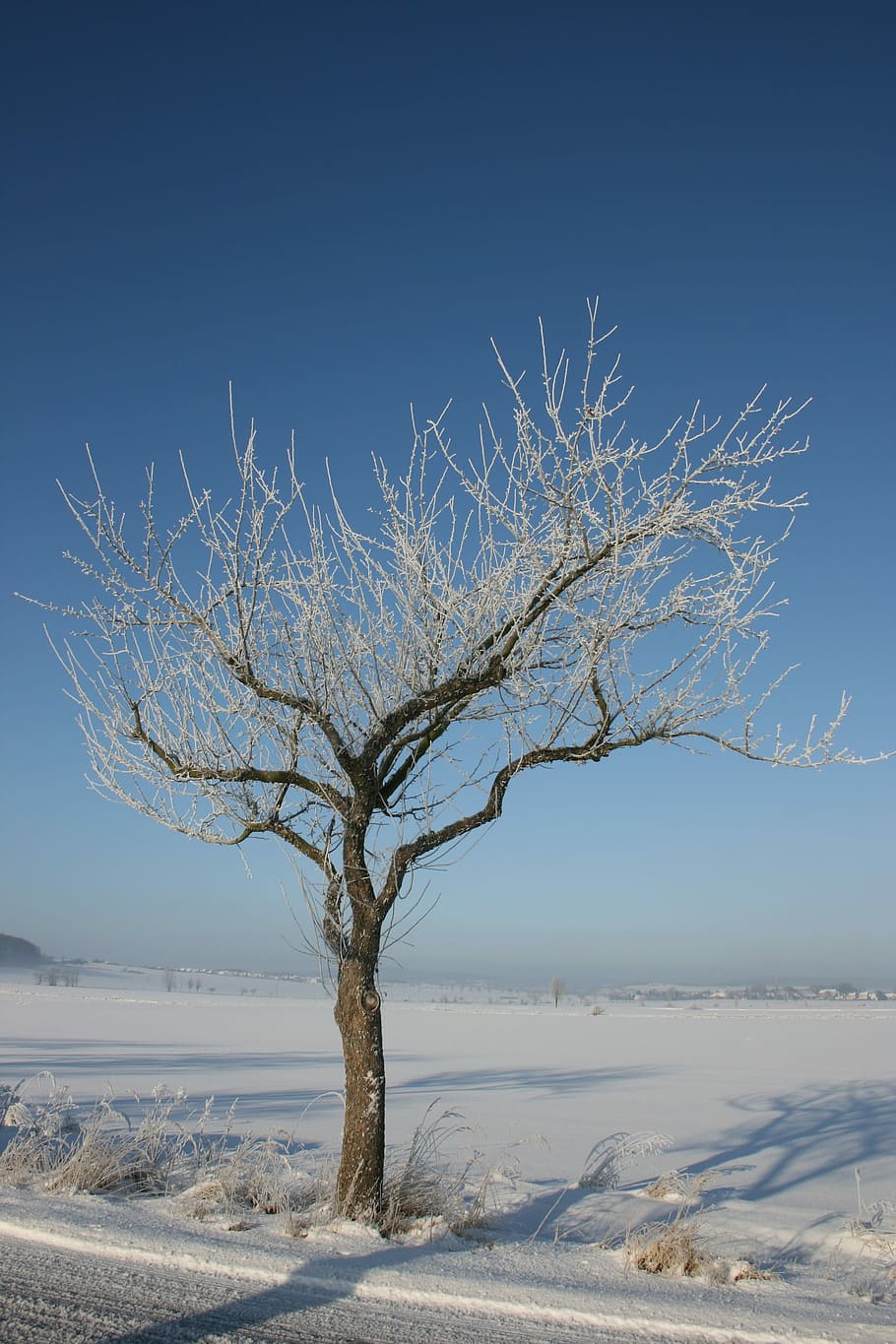 Winter, Tree, Snow, Aesthetic, Cold, blue, sky, wintry, cold temperature