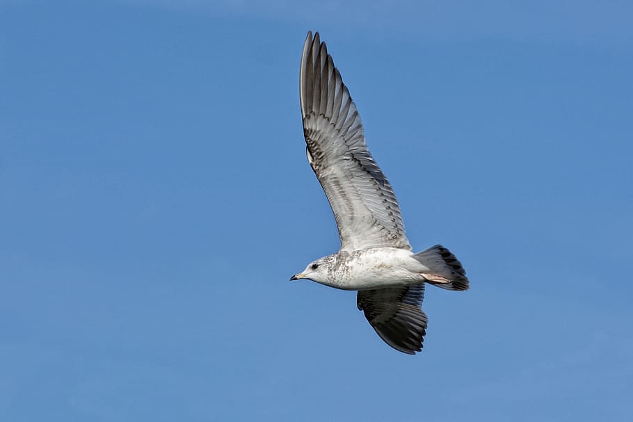 Seagull, Ring-Billed, Feather, water bird, animal world, wildlife photography HD wallpaper