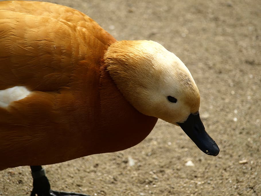 Rust, Goose, Head, rust goose, one animal, animals in the wild HD wallpaper