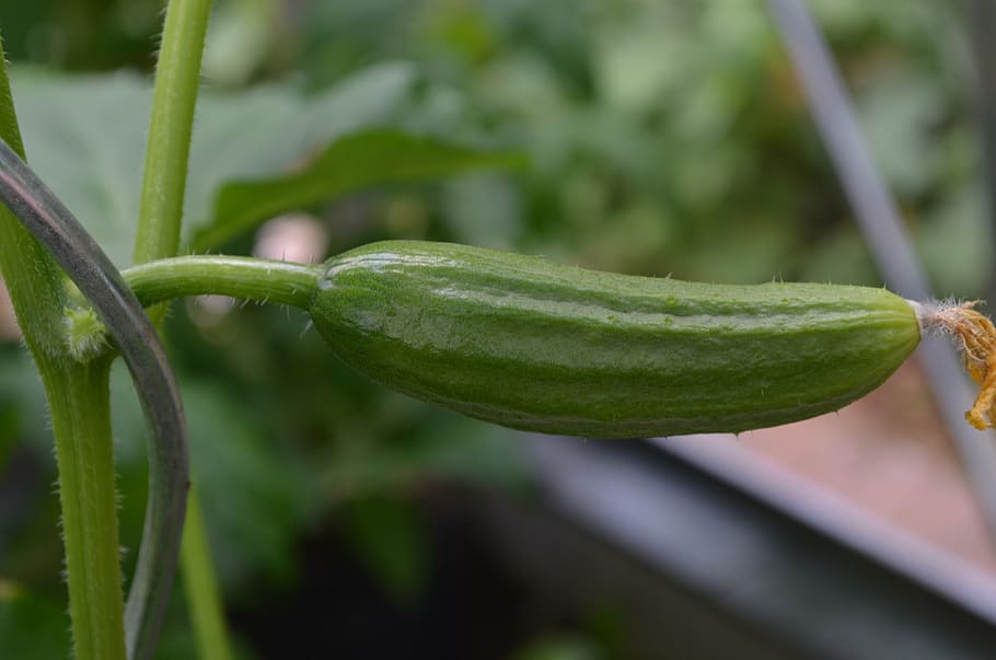 cucumber, vegetables, snake pickle, green color, plant, growth HD wallpaper