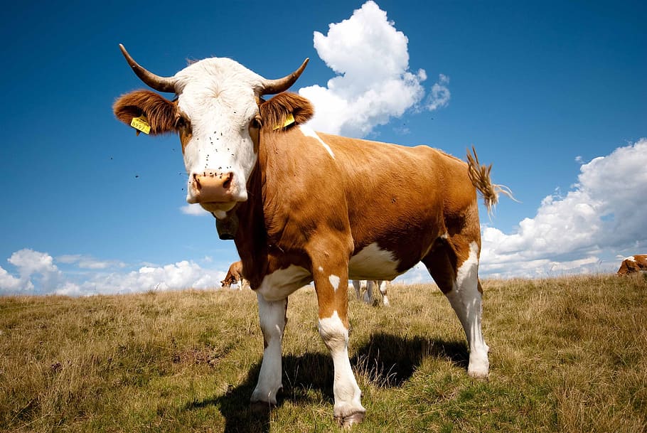 Bull, Wide Angle, Summer, livestock, cattle, cow, agriculture HD wallpaper