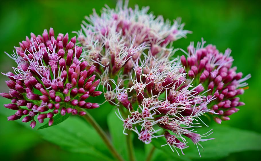 blossom, bloom, bush, nature, pink, close, flower, flowering plant HD wallpaper