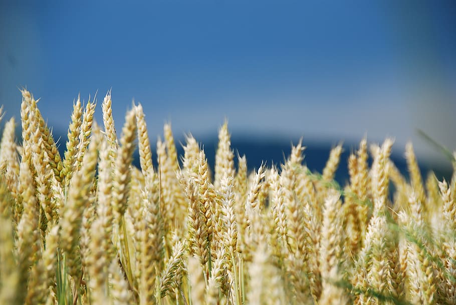 wheat, wheat field, cereals, cornfield, lighting, weather mood HD wallpaper