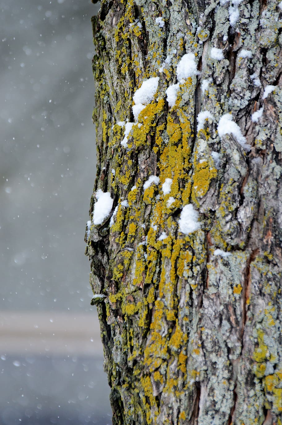 tree, nature, environment, natural, trunk, outdoor, season HD wallpaper