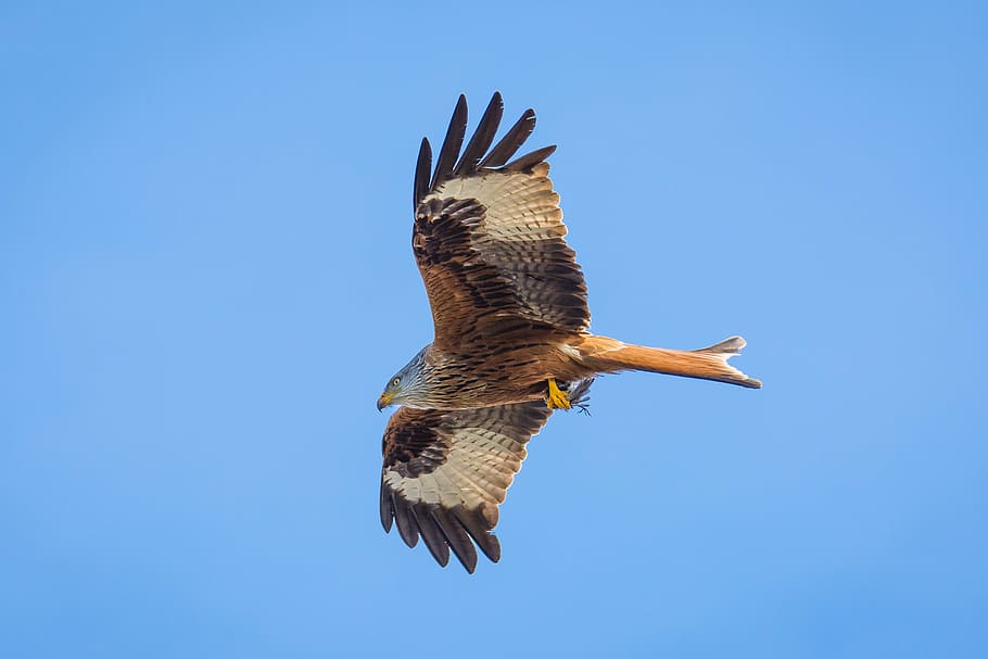 closeup photo of flying brown eagle, milan, bird, bird of prey, HD wallpaper
