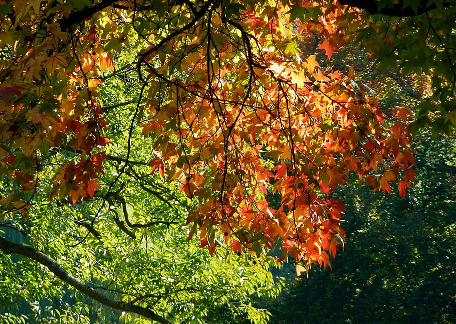 Maple Leaf, Beech, Leaves, Colored, beech leaves, colored leaves HD wallpaper