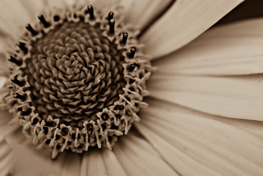 flower, macro, spring, nature, close-up, no people, flowering plant HD wallpaper