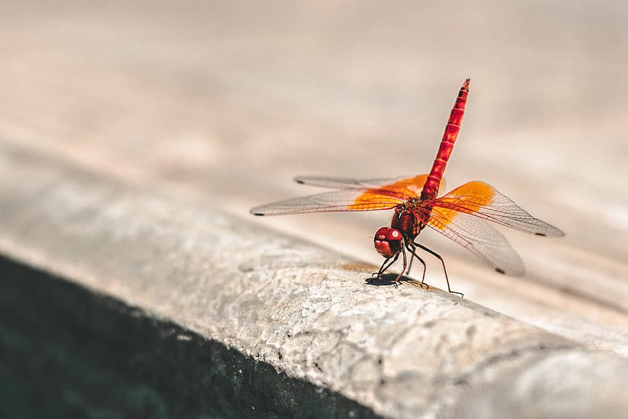 shallow focus photography of red and orange dragonfly, Dragonstationary HD wallpaper