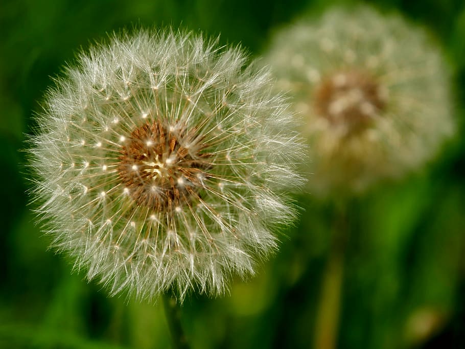 dandelion, beautiful, spring, nature, flower, plant, bloom HD wallpaper