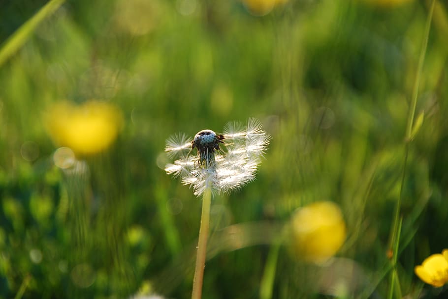 Dandelion, Flower, Grass, pointed flower, nature, summer, meadow HD wallpaper