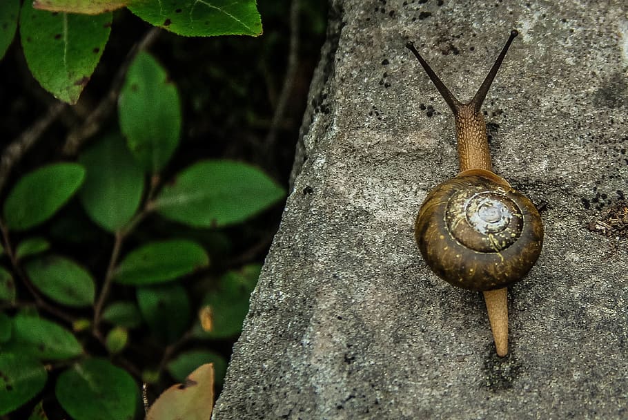 brown snail on gray rock near plants, slug, shell, animal, nature HD wallpaper