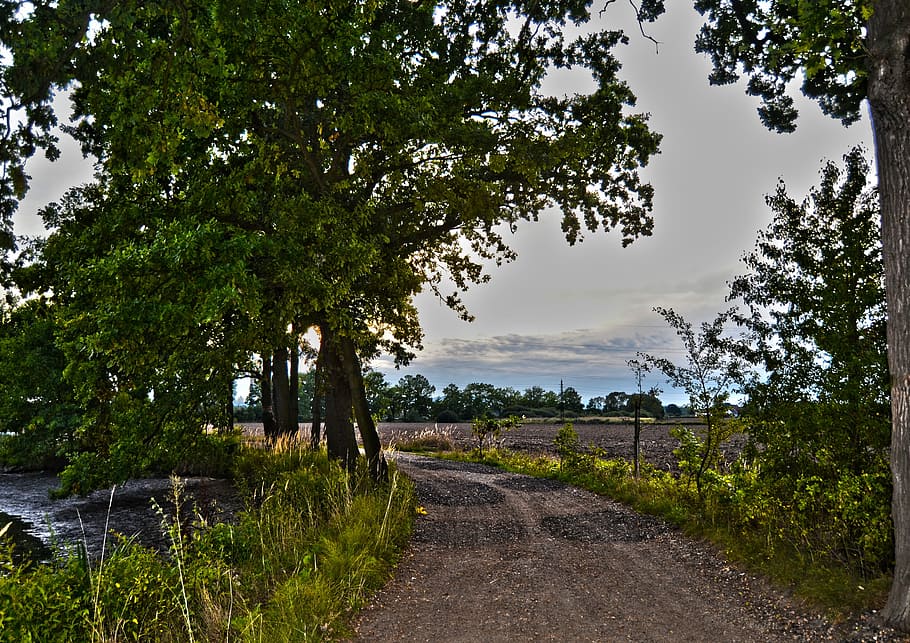 Path, Trees, Nature, Green, Forest, Forest Road, rural scene HD wallpaper
