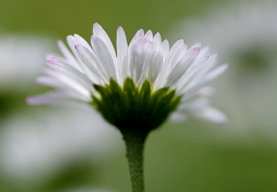 Daisy, Single, Flowers, the beasts of the field, white, meadow, HD wallpaper