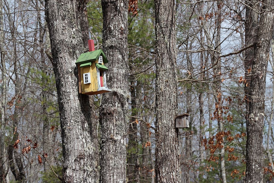 trees, birdhouse, forest, plant, trunk, tree trunk, no people HD wallpaper