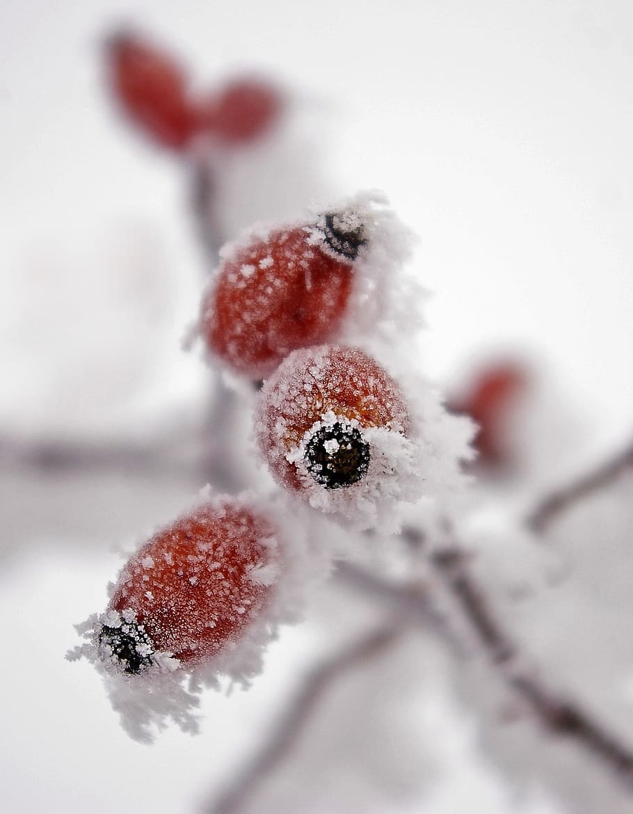 Frost, Wild Rose, Fruit, Winter, Frosty, frozen, snow, nature HD wallpaper