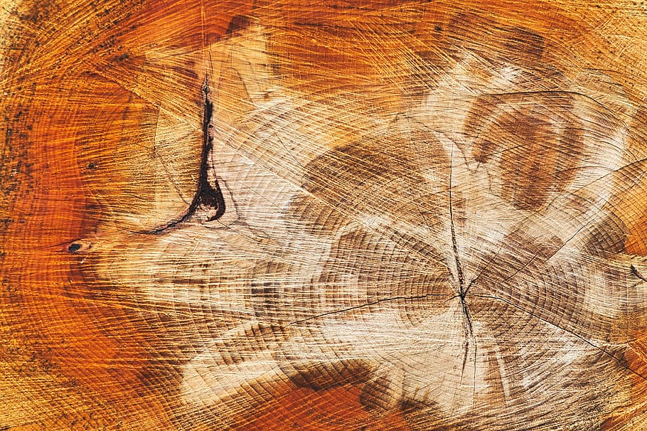 tree, section, texture, rings, nature, background, natural HD wallpaper
